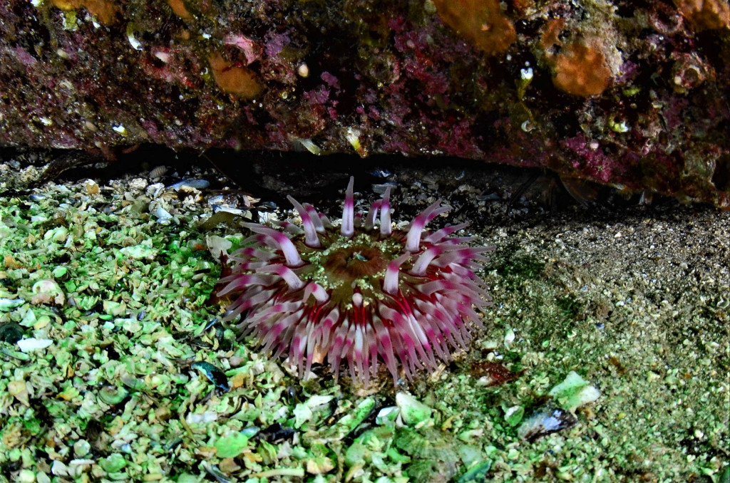 DSC_7239a Dahlia anemone