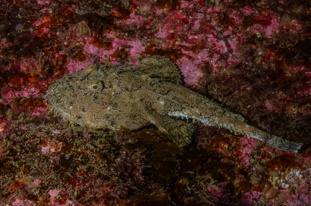 DSC_7328 Anglerfish