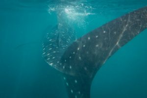 whale-shark-oman-2016-tp