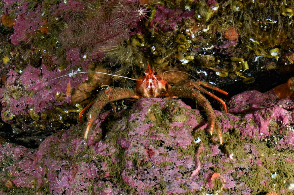 DSC_7225a Squat lobster