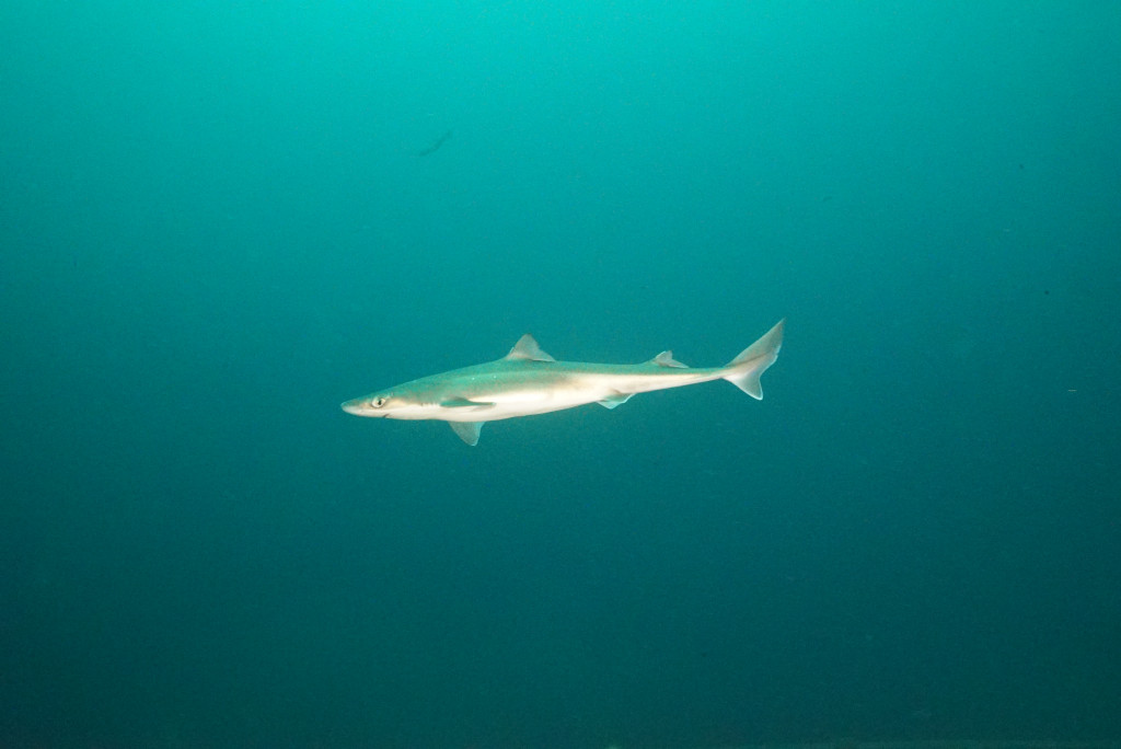 A dogfish shark (Spurdog)