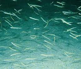 Sand eels