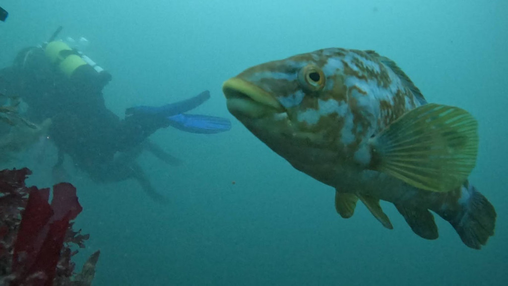 A curious wrasse