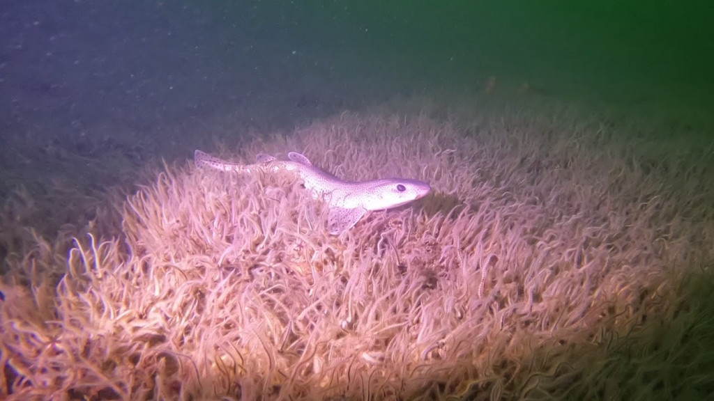 Catshark - Alison