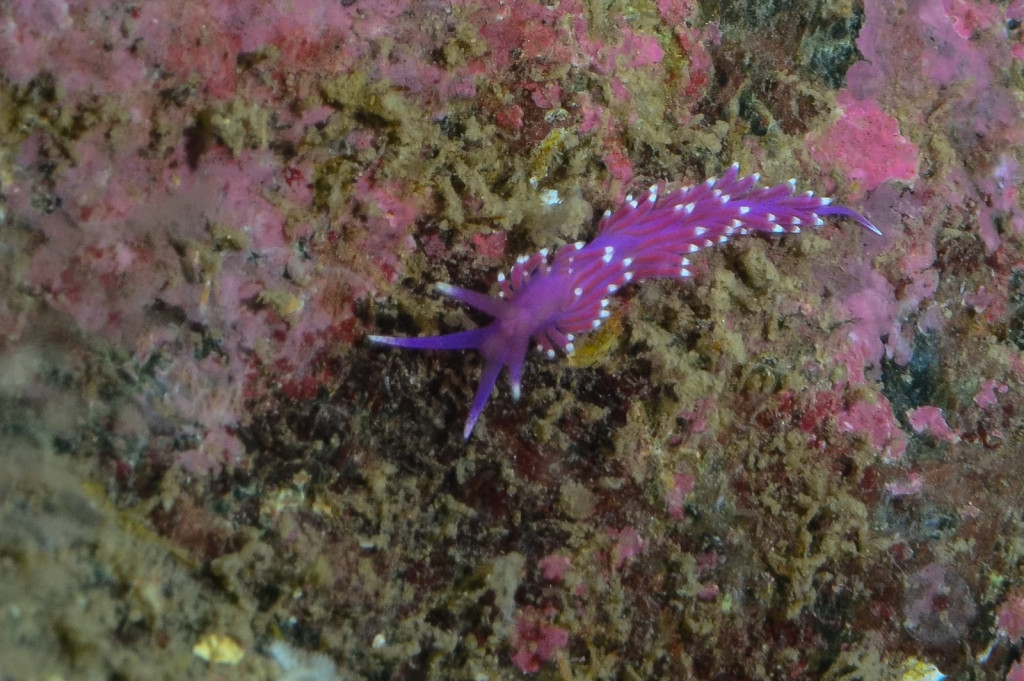 Nudibranch - - Mark