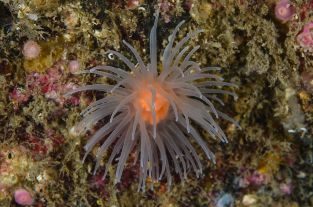 Sealoch anemone - Mark