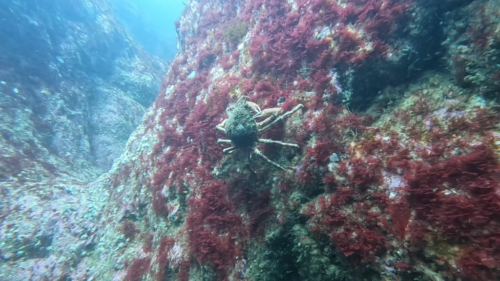 GX010336 - Trim huge crab - frame at 0m22s velvet swimming crab