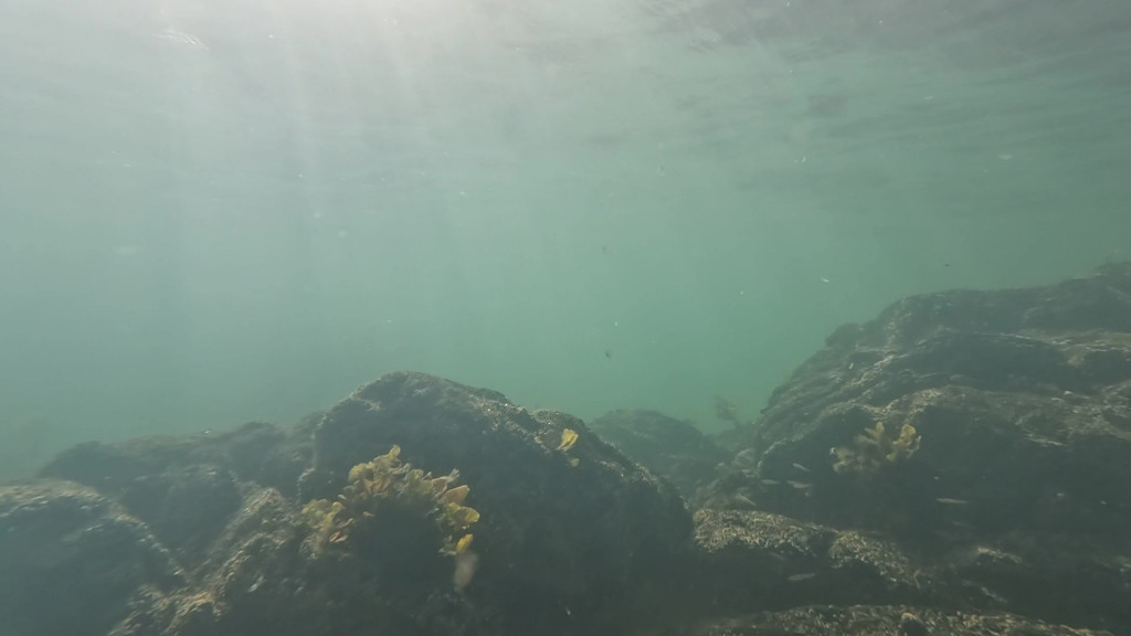 GX010598 - Trim fish over rocks - frame at 0m8s