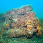 starfish